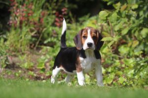 Beagle