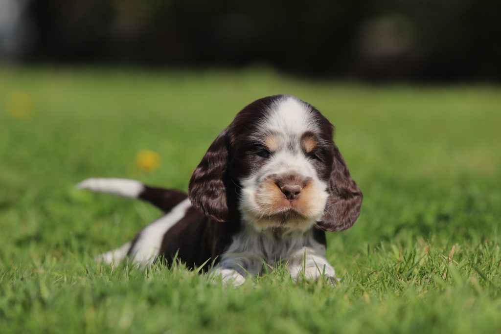 engelse cocker puppy