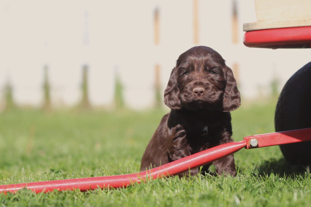 cocker spaniel