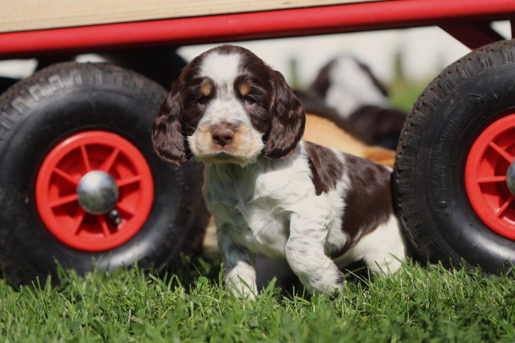 engelse cocker pups