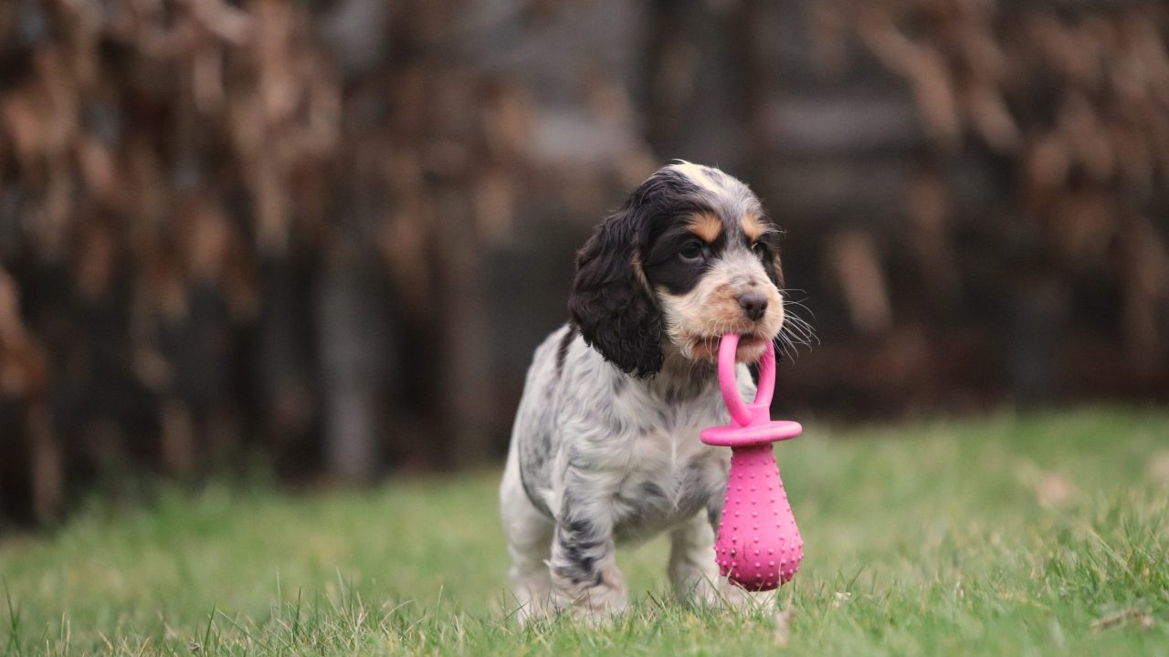 Engelse-Cocker-Spaniel-teef-6433-2