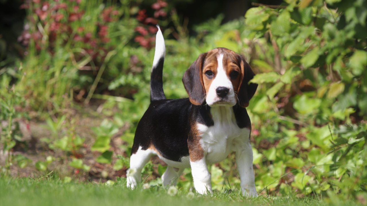 Beagle